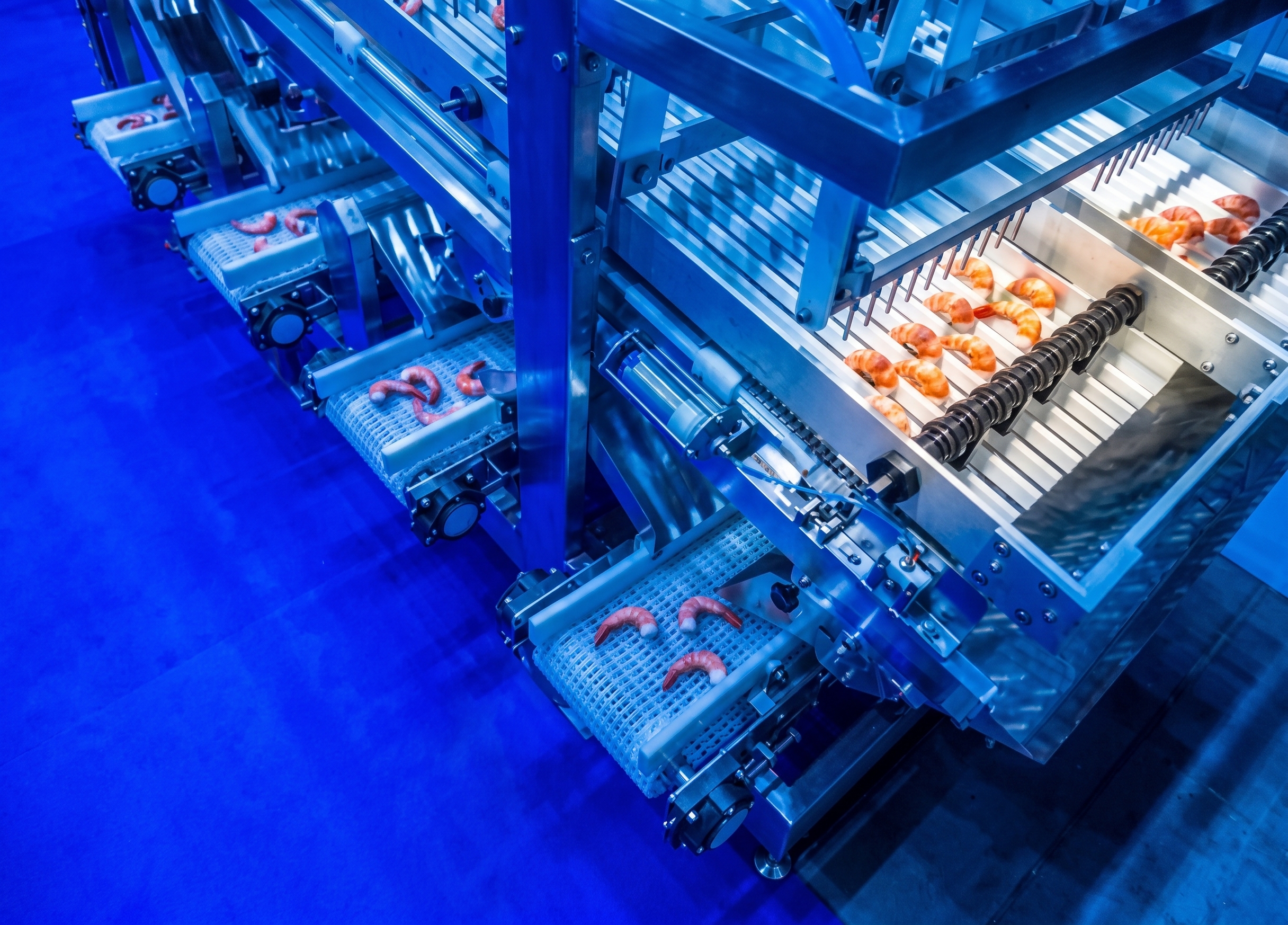 Shrimp on an industrial seafood processing line
